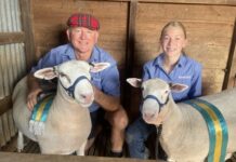 Not a baaaaad effort