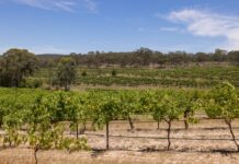 Pasin welcomes Winegrape Committee findings