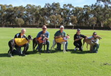 Greyounds, ballots and snags