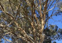 Barossa home to award-winning tree