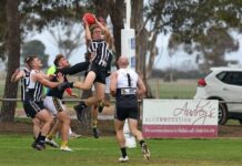 Peckers and Owls lose, but lose no ground in finals hunt
