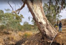 Experts warn of Barossa Valley’s declining water supply