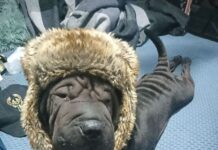 The north celebrates National Dog Day