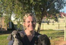 Compassionate care for pets in Virginia