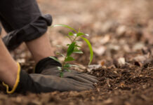 Cheaper trees to grow Playford yards