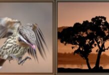 Gawler gallery to welcome new exhibition