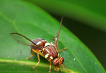 Fruit fly outbreak in Elizabeth East
