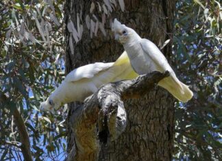 Corellas take over Playford