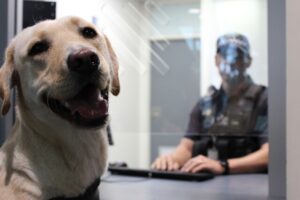 59-year-old caught in backyard by Police Dog Bandit