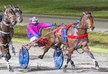 Who will be the Gawler Cup’s next big star?