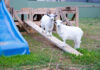 Barossa motel to launch region’s first goat wellness program